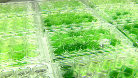 Algae - Cheap Biodiesel Fuel