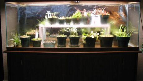 How to Make a Humidifier for a Terrarium
