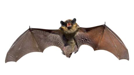 Bat